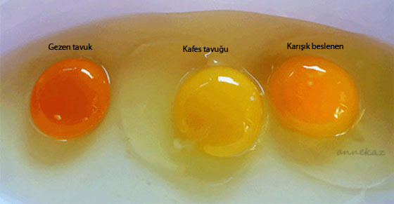 yumurta-sarısı
