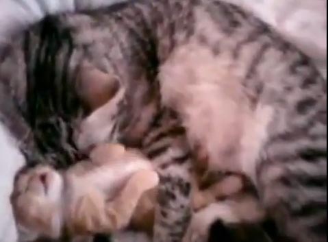 Anne kedinin sarılması