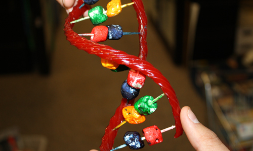 DNA Molekül modeli nasıl yapılır?