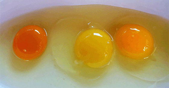 Hangi yumurta daha sağlıklı sarı mı koyu sarı mı?