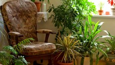 Hava temizleyen ev bitkileri