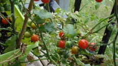 balkonda-domates