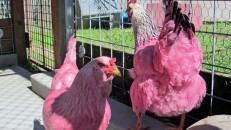 ODD Pink Chickens