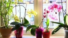 Orkide bakımı nasıl yapılır? Orkidelere nasıl çiçek açtırılır nasıl çoğaltılır?