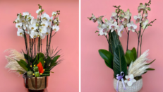 orkide siparis