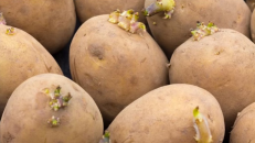 Filizlenen patatesler yenir mi?