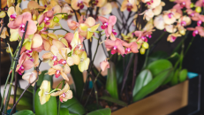 Orkideleri coşturan Maya gübresi tarifi