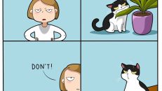 kedi karikatürleri (1)