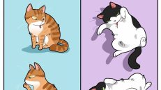 kedi karikatürleri (17)