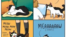 kedi karikatürleri (33)
