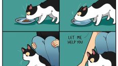 kedi karikatürleri (6)