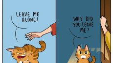 kedi karikatürleri (9)